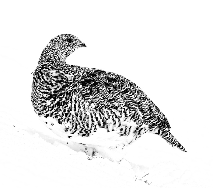 Ptarmigan