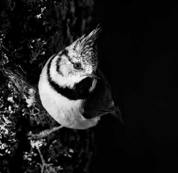 Crested Tit