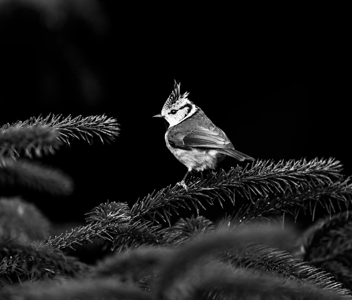 Crested Tit