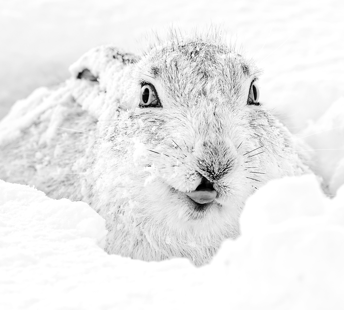 Rude Mountain Hare