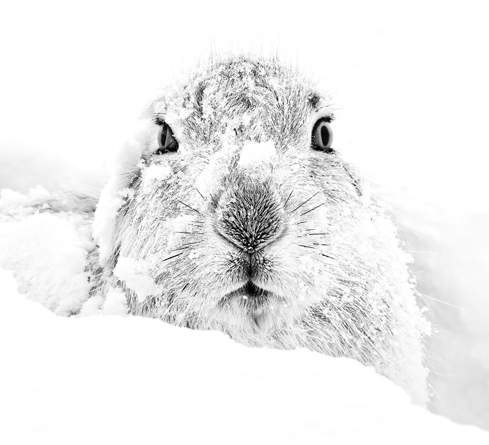 Grumpy Mountain Hare