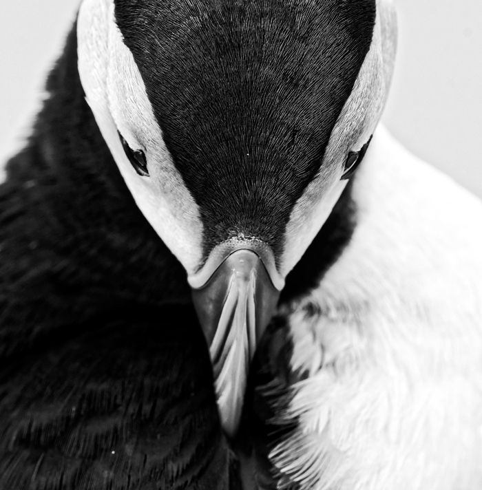 Puffin