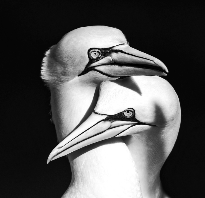 Gannets in love