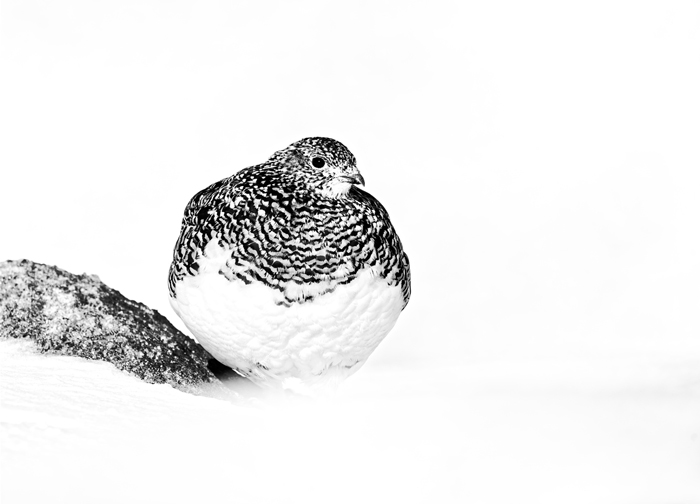 Ptarmigan female