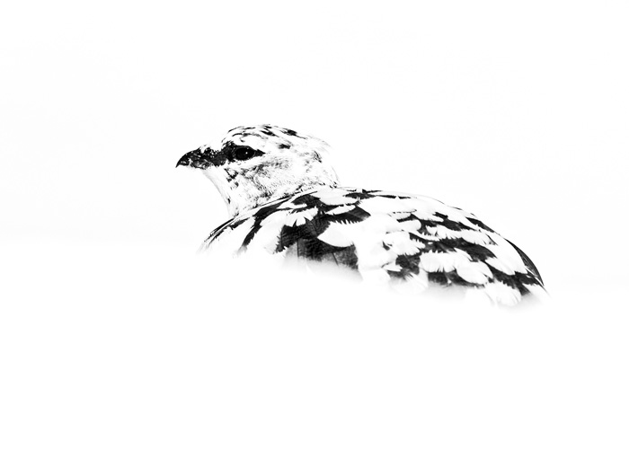 Ptarmigan