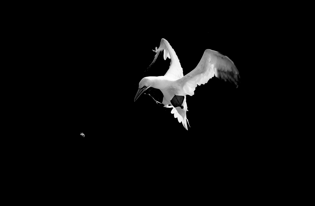 Gannet and feather