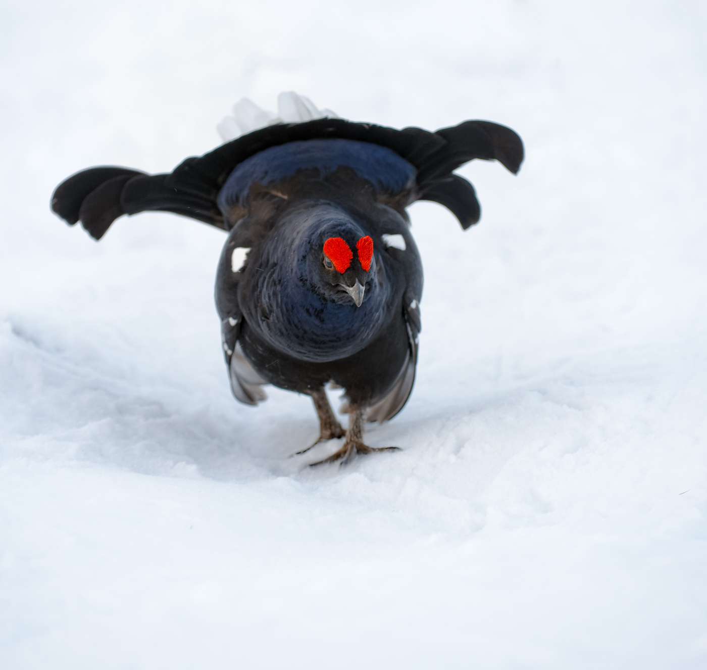 Black Grouse in snow