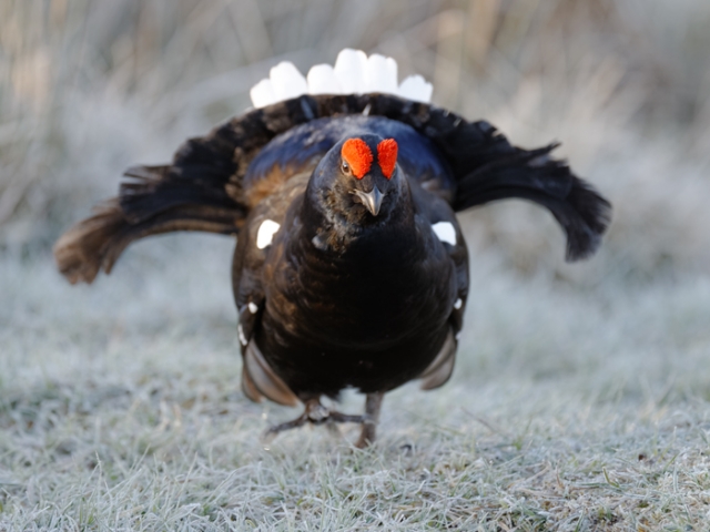 Black Grouse