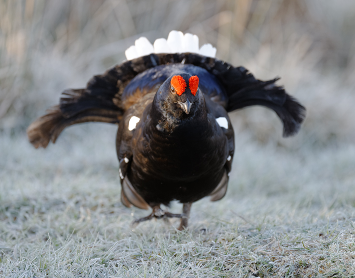 Black Grouse