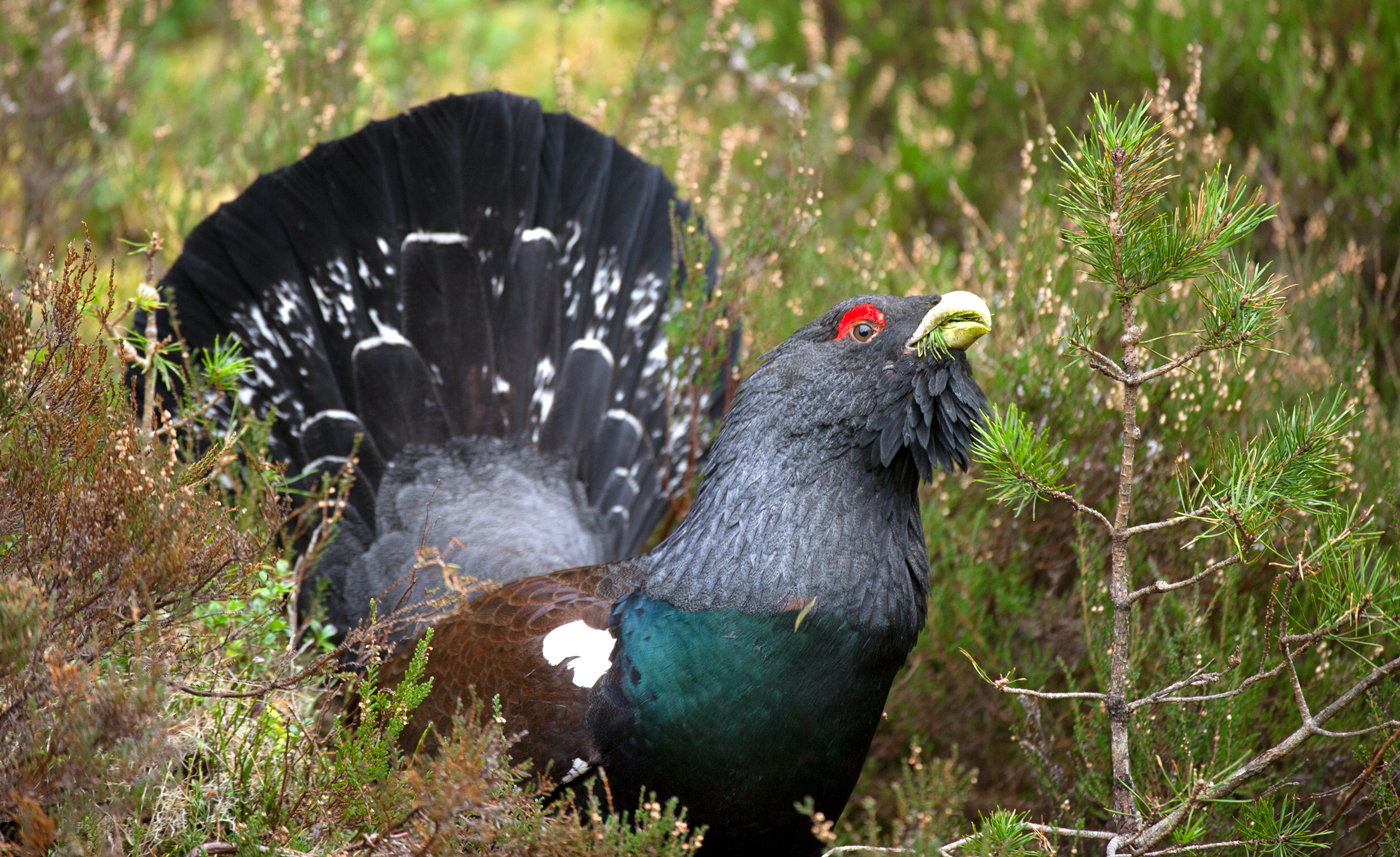 Capercaillie