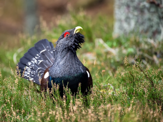 Capercaillie