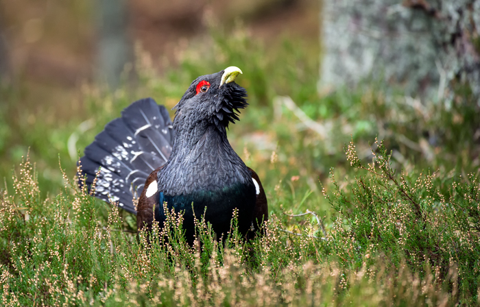 Capercaillie