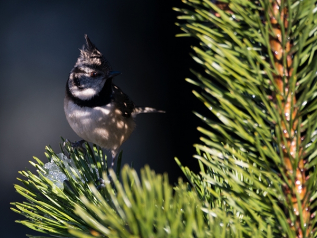 Crested Tit - in the shadow