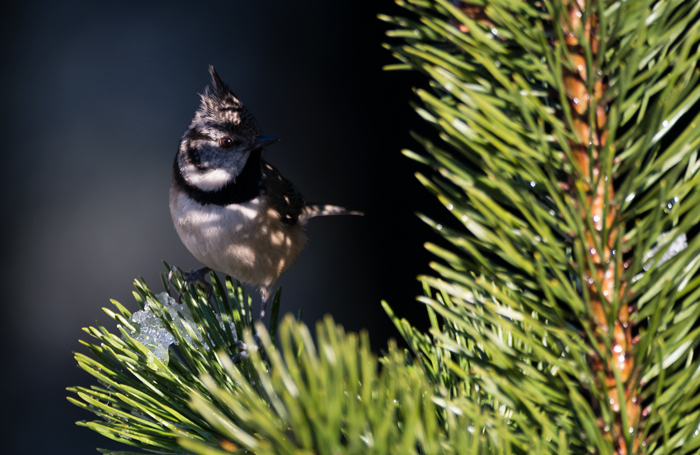 Crested Tit - in the shadow