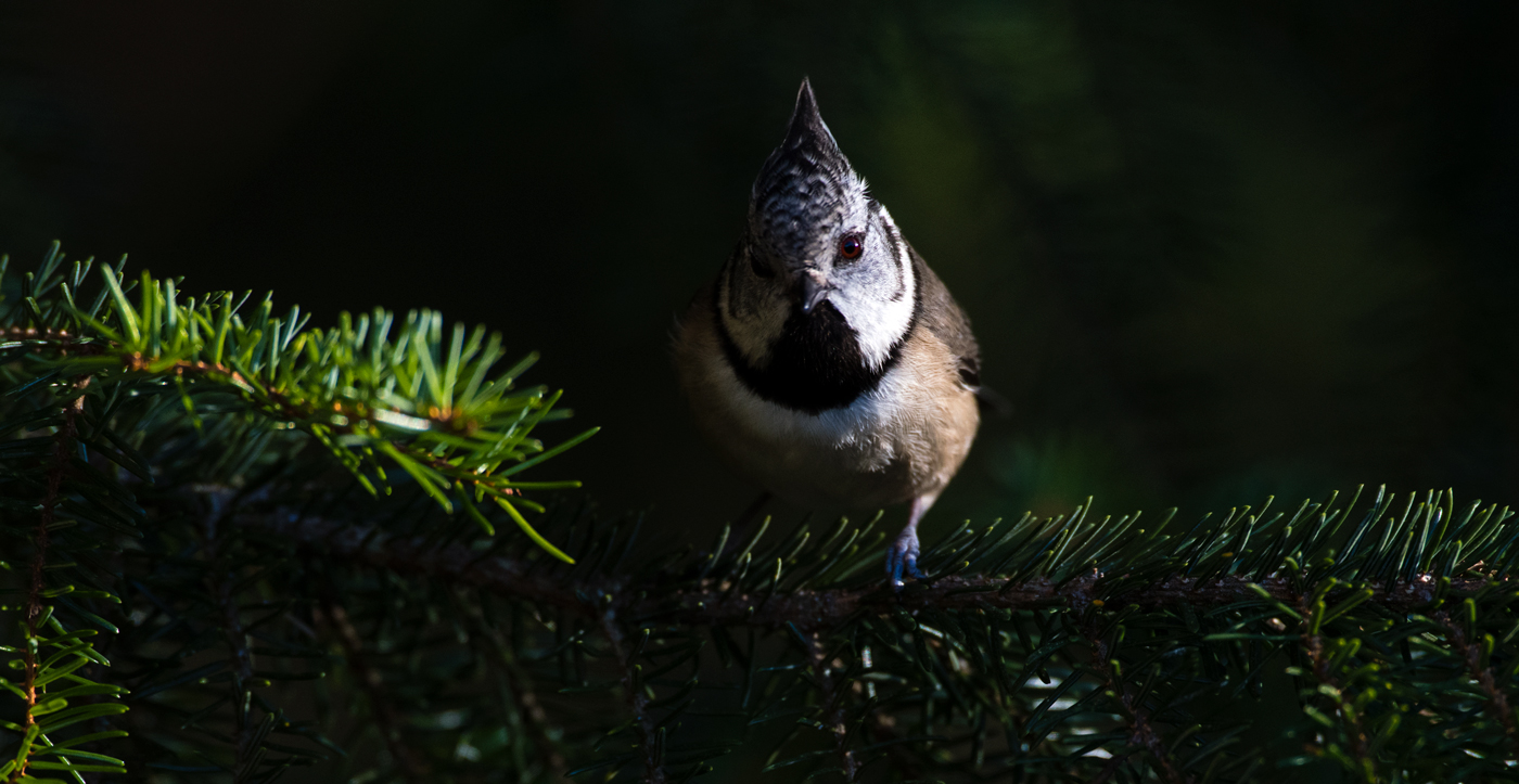 Crested Tit in the shadow