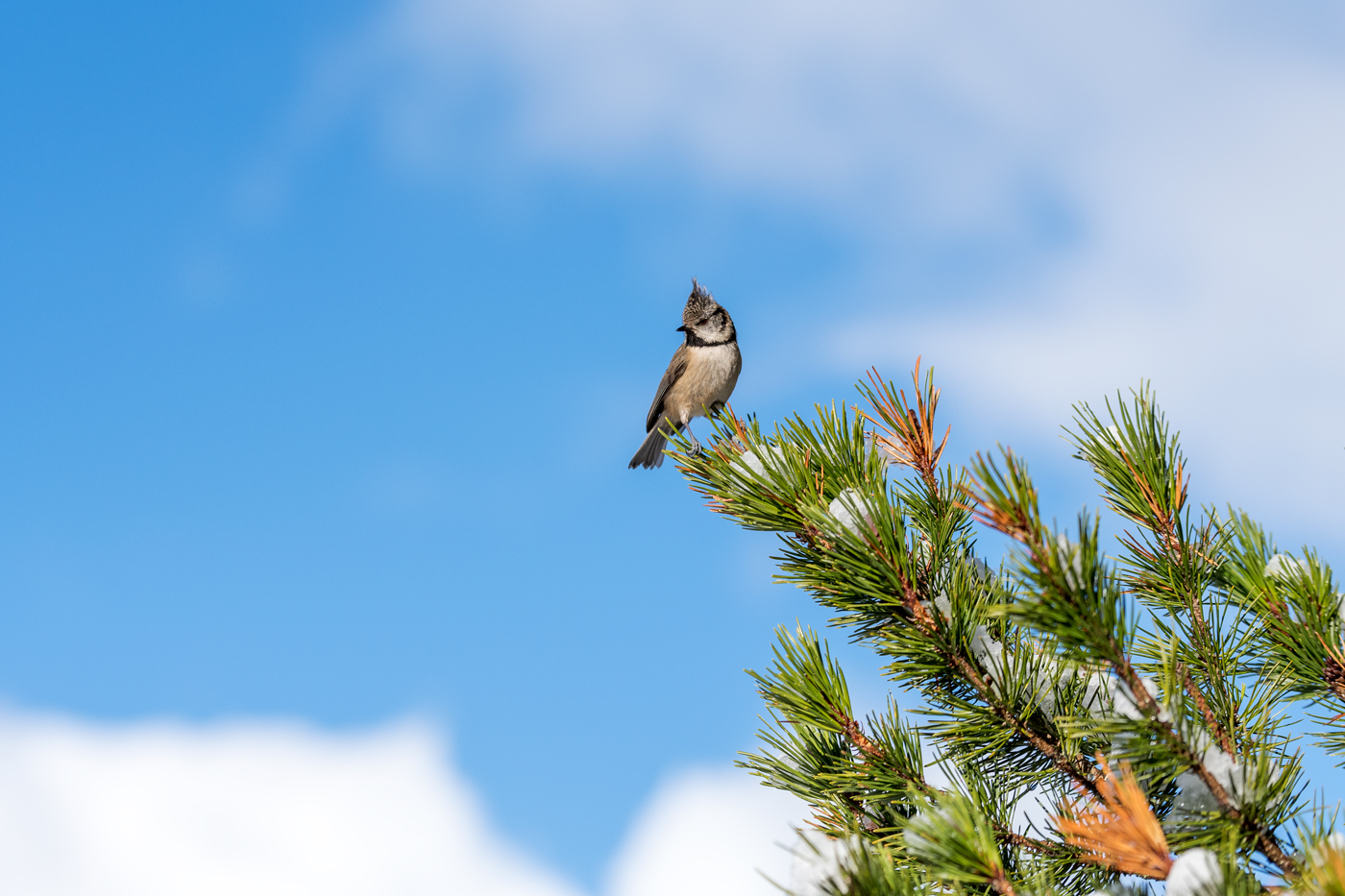 Crested Tit - high vantage point