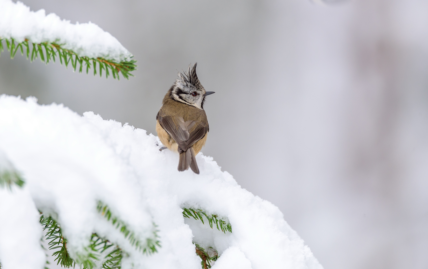 Crested Tit