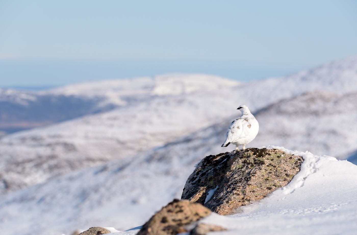 Ptarmigan - enjoying the view