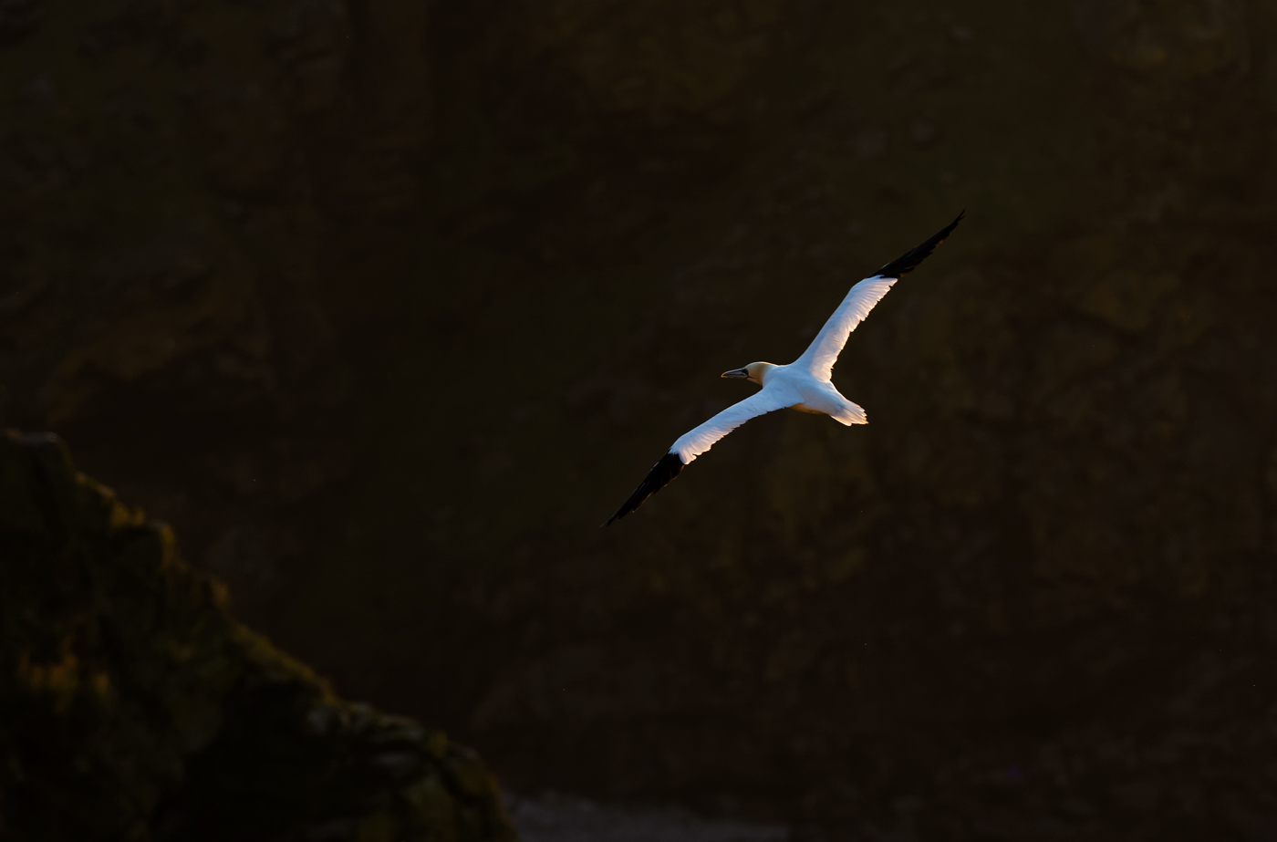 Gannet - evening flight