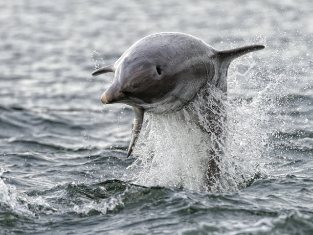 Bottlenose Dolphin