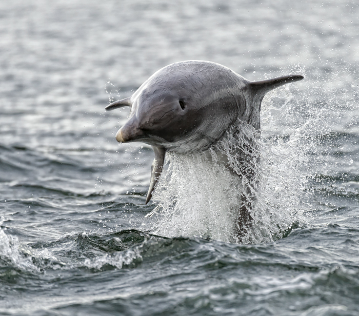 Bottlenose Dolphin