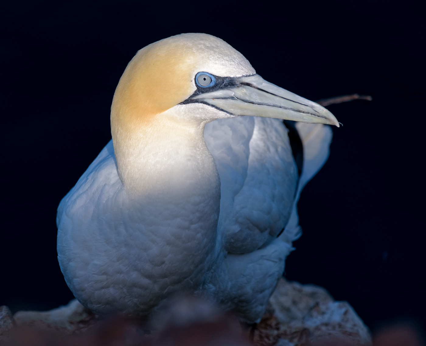 Gannet in the light