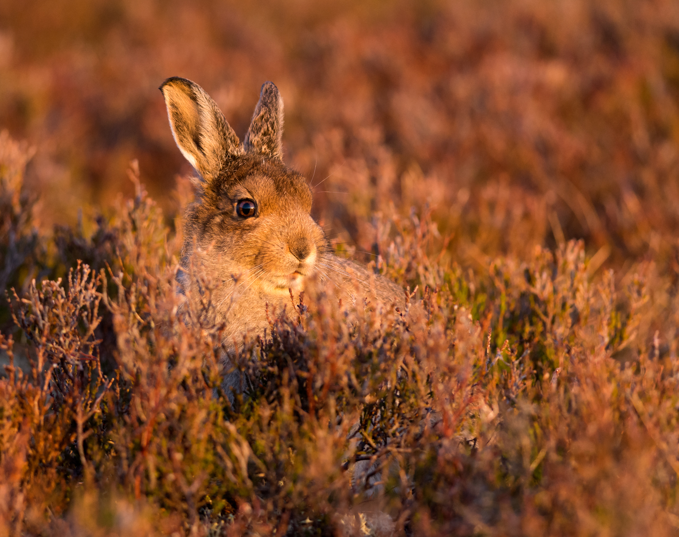 Mountain Hare Leveret at sunset