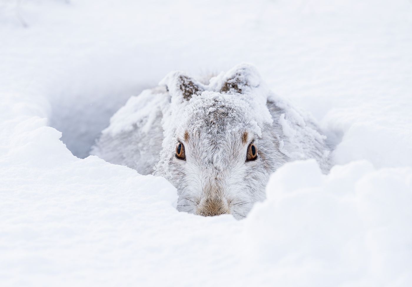 Snow hare