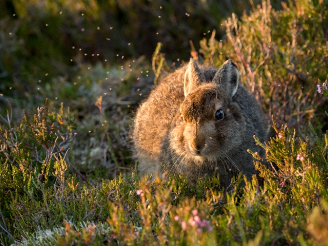 Mountain Hare Leveret