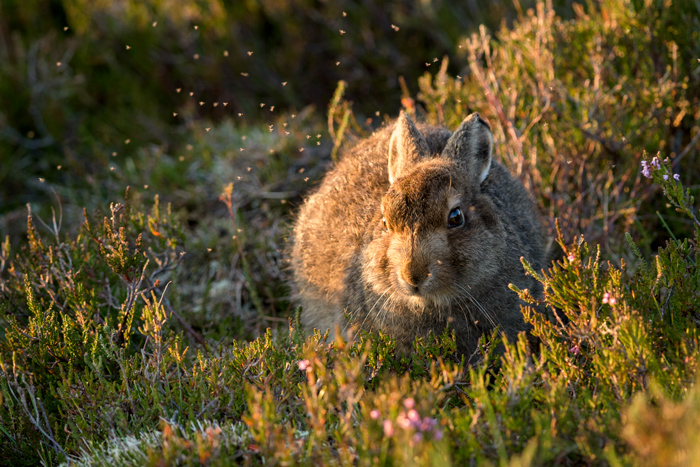 Mountain Hare Leveret