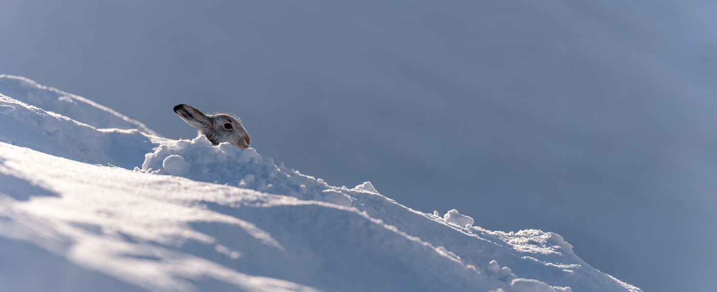 Mountain Hare - enjoying the view