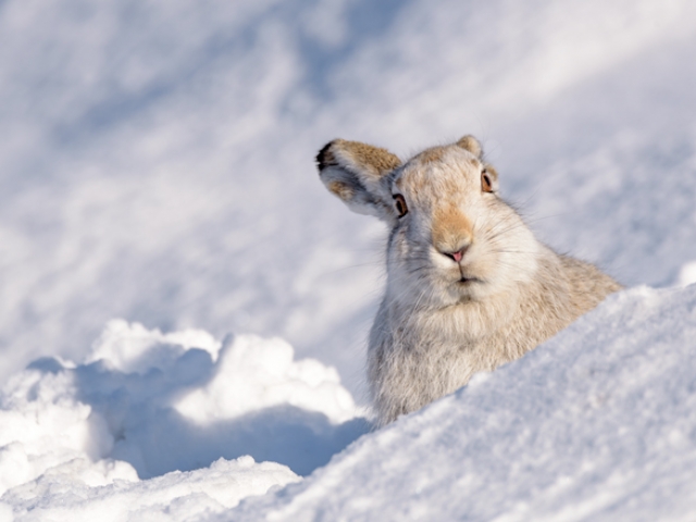 Mountain Hare