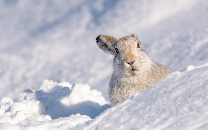 Mountain Hare