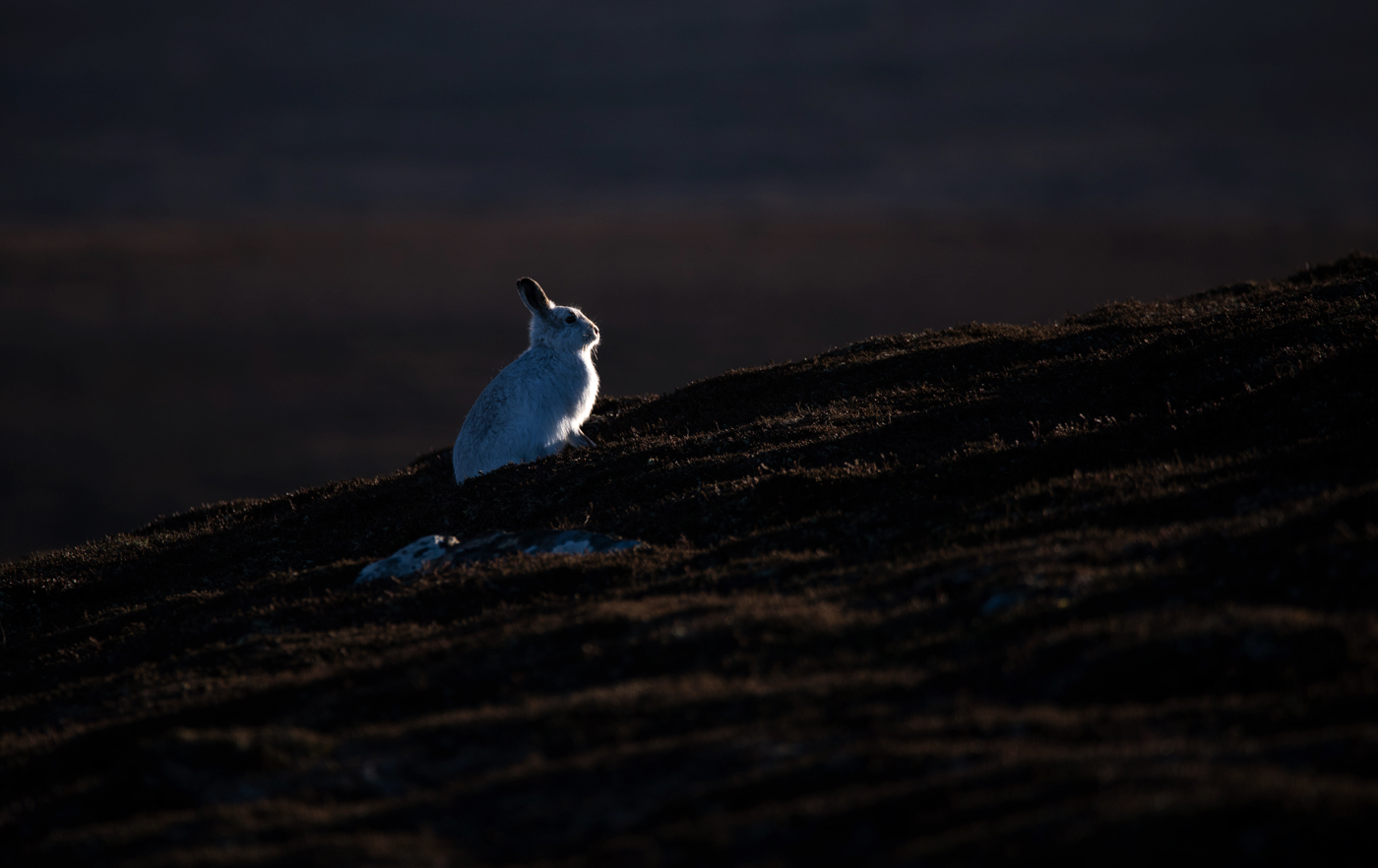 Mountain Hare - last light