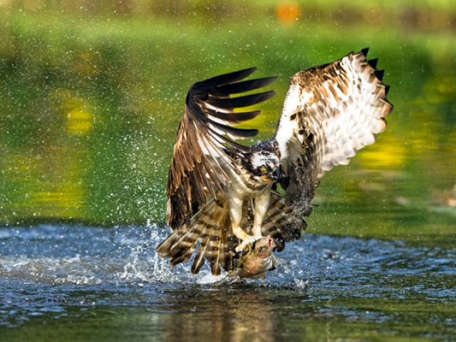 Osprey Fishing