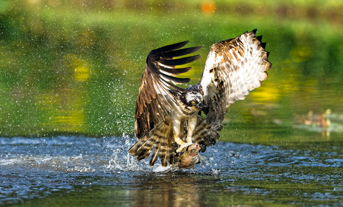 Osprey Fishing