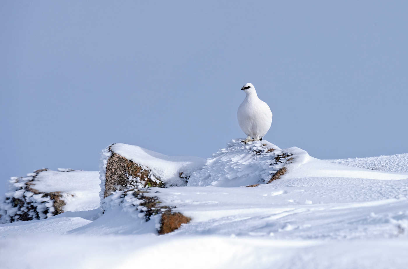 Ptarmigan after the storm