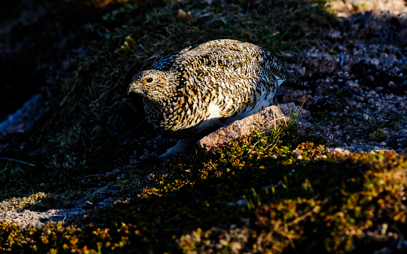 Female Ptarmigan at sunset