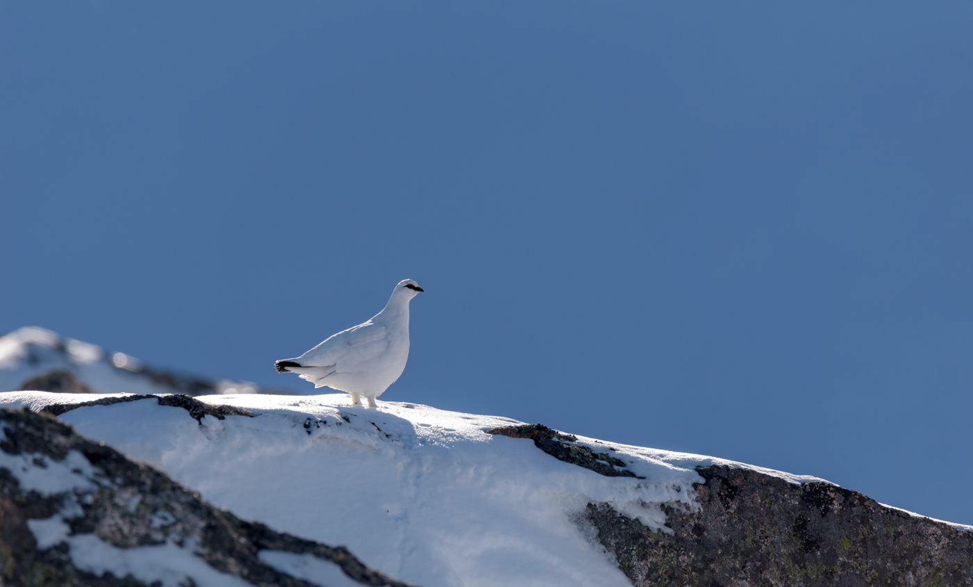 Ptarmigan in blue