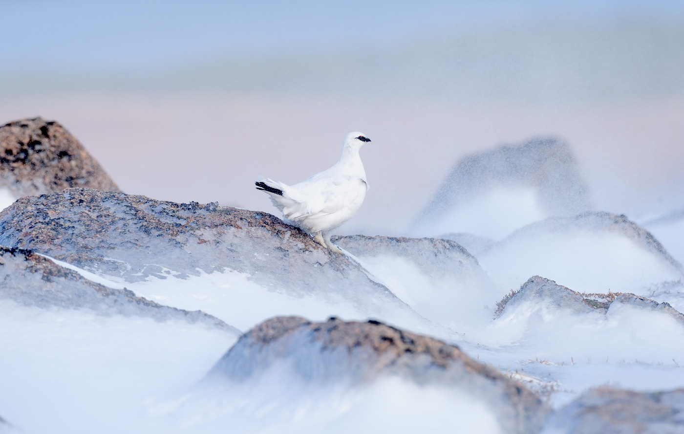 Ptarmigan heading for shelter