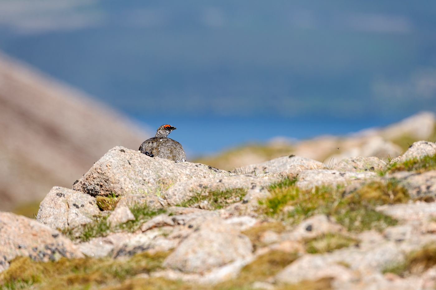 Ptarmigan - a loch side view