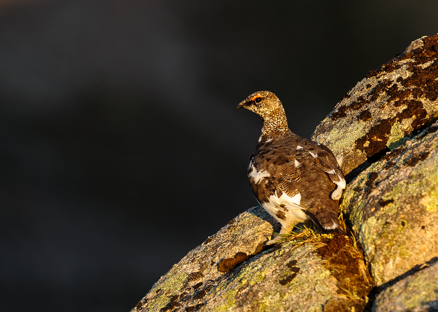 Male Ptarmigan at Sunset