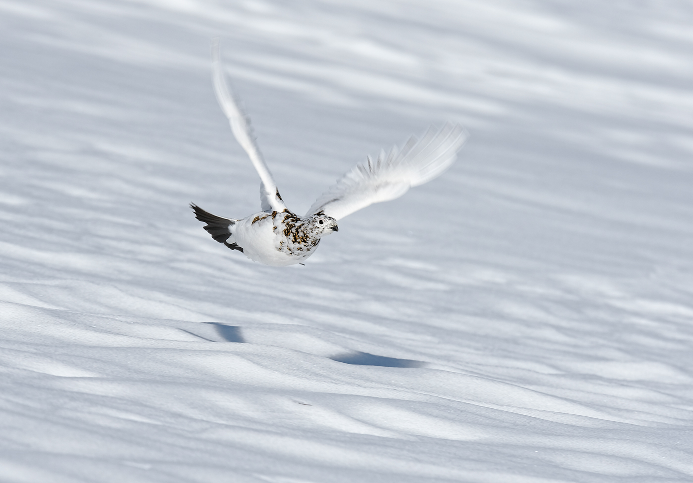 Ptarmigan take off