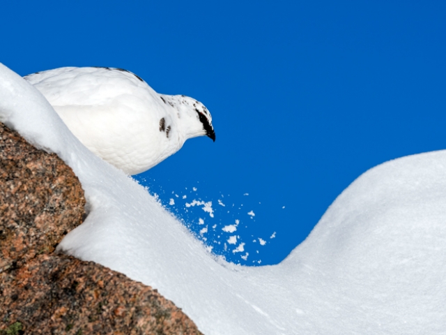 Ptarmigan