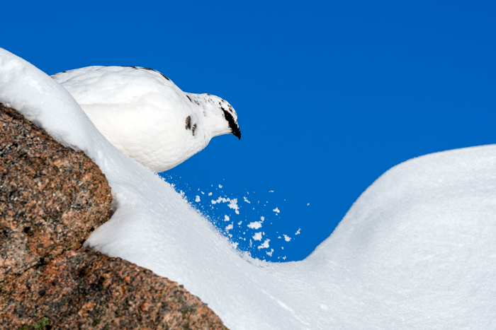 Ptarmigan