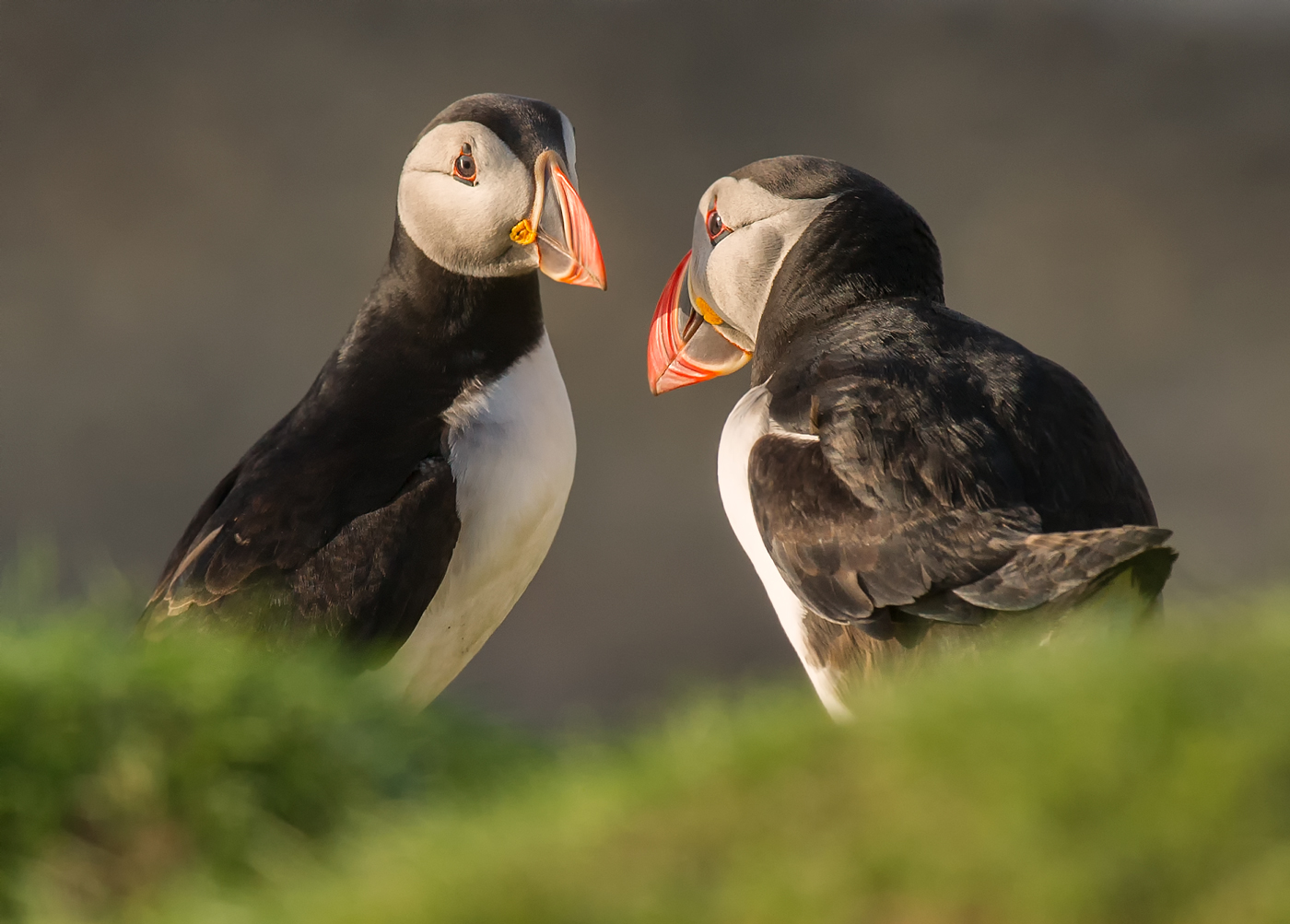 Puffins - greetings sir