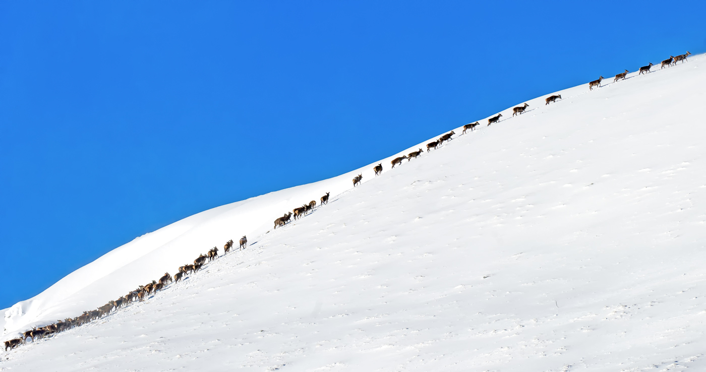 Red Deer - follow the leader