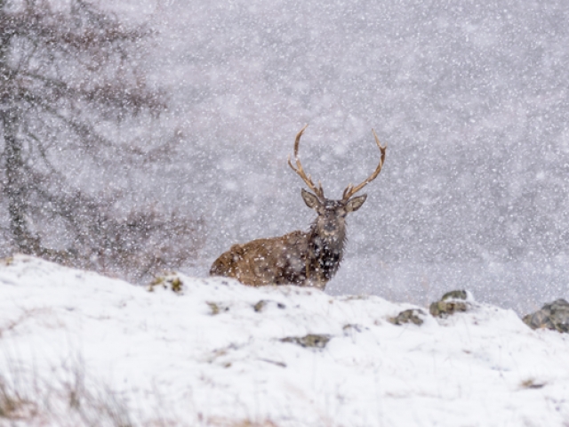 Red Deer Stag