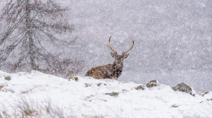 Red Deer Stag