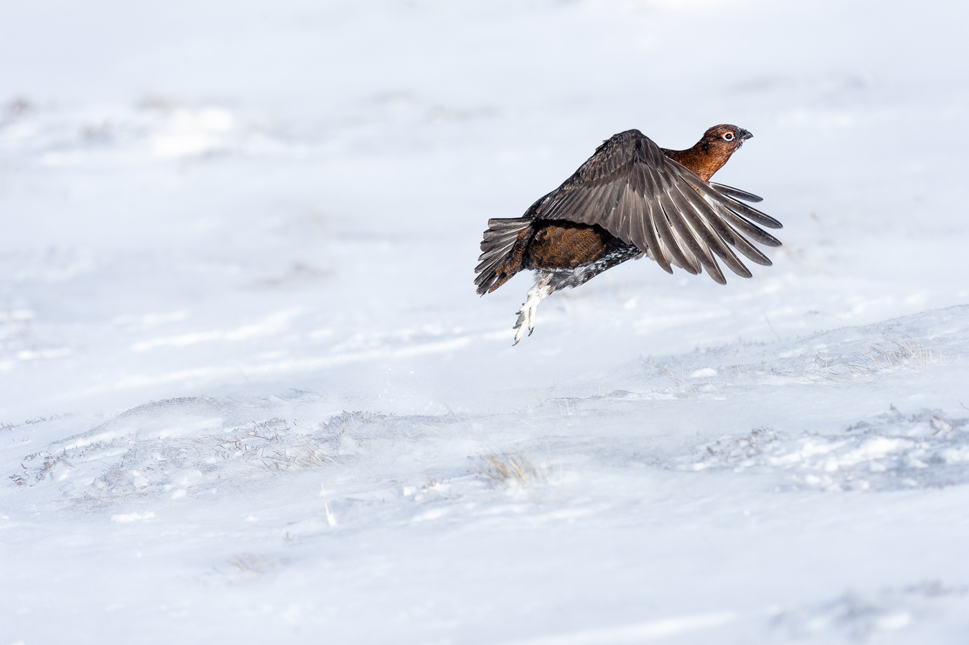 Red Grouse take off